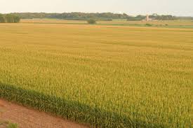 Ladang jagung luas di Corn Belt Amerika Serikat
