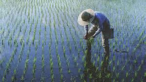Petani menanam padi di lahan pertanian Guangxi China.