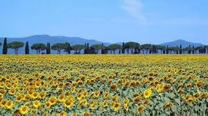 Ladang bunga matahari di Mykolaiv Ukraina
