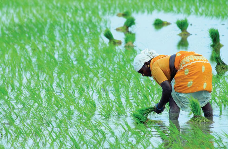 Petani memanen padi di Punjab India
